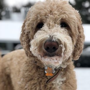 Meet your Posher, Samantha